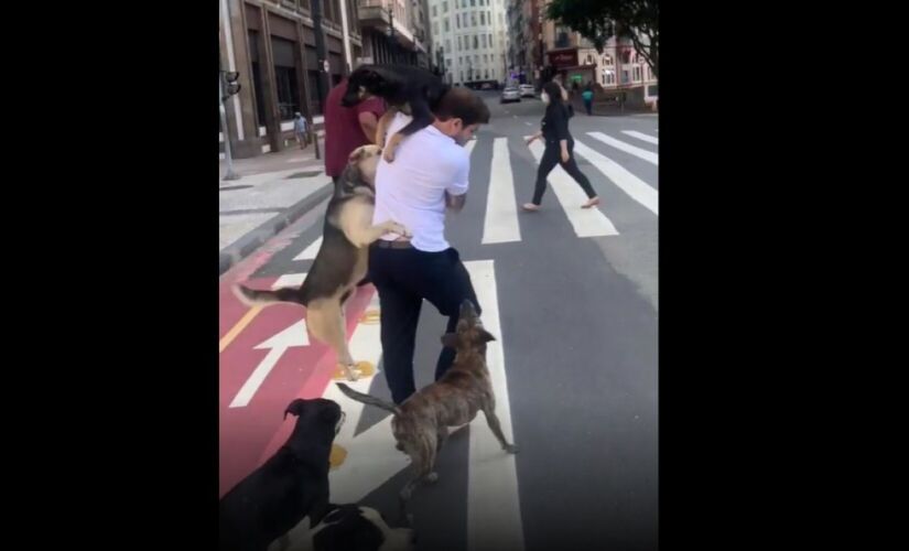 Momento em que Felipe Becari consegue resgatar a cadela