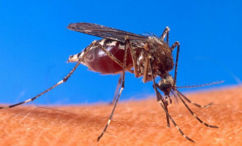 Aedes aegypti causa doenças como dengue e chikungunya