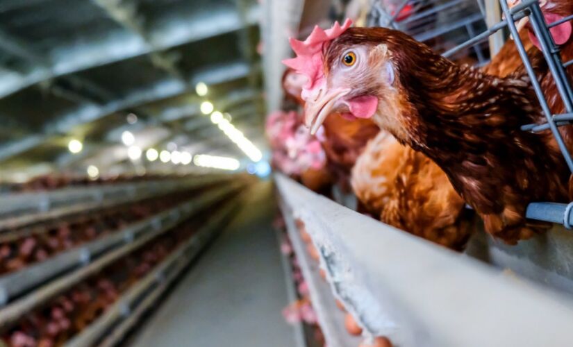 O Ministério da Agricultura e Pecuária confirmou, neste sábado (20), mais dois casos de influenza aviária de Alta Patogenicidade (IAAP) de subtipo H5N1