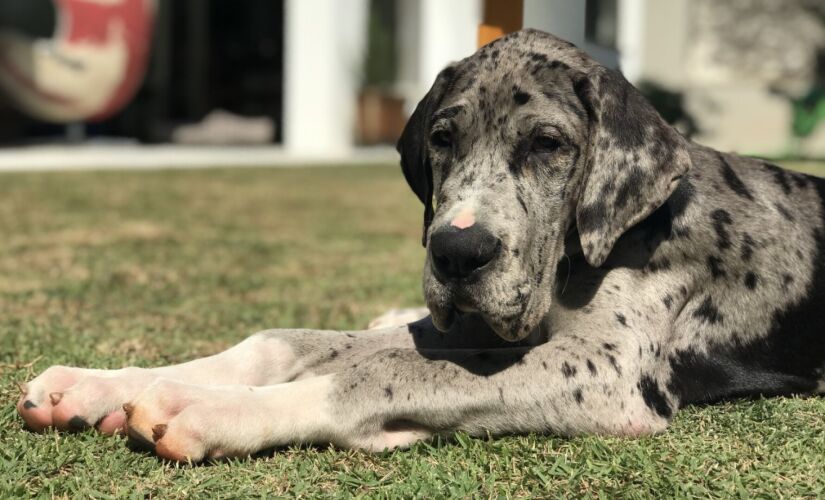 Panosteíte afeta principalmente cães machos de raças grandes