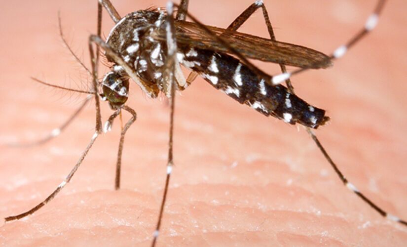 Mosquito transmissor da dengue