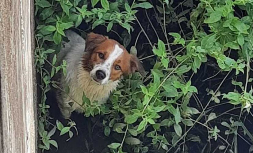 ONG faz a&ccedil;&atilde;o de prote&ccedil;&atilde;o aos animais