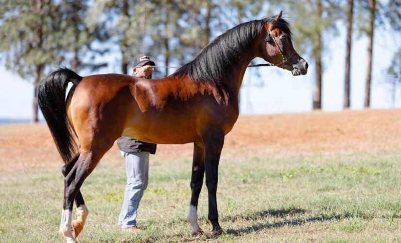 Cavalo