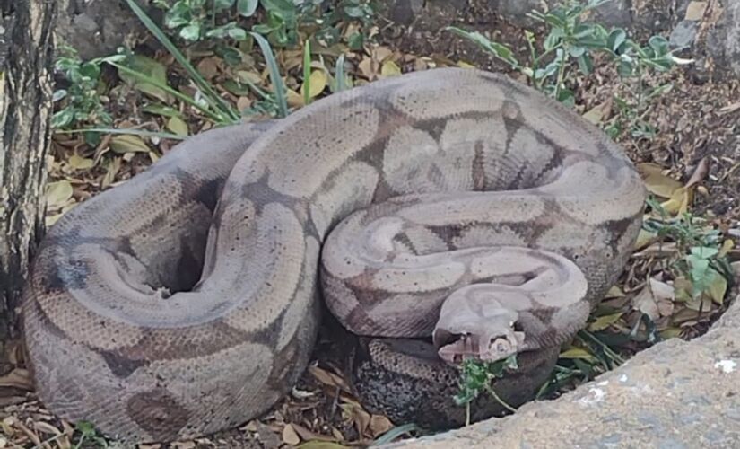 Jiboia &eacute; encontrada em cal&ccedil;ada de resid&ecirc;ncia no interior de S&atilde;o Paulo