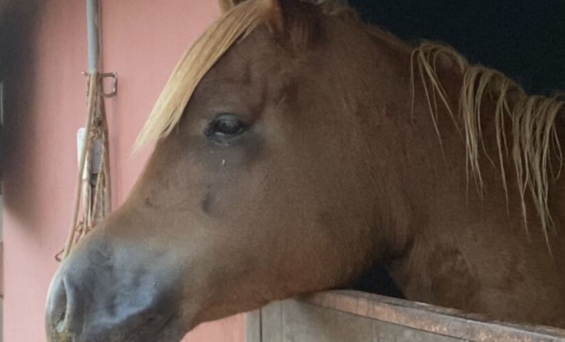 Cavalo 
