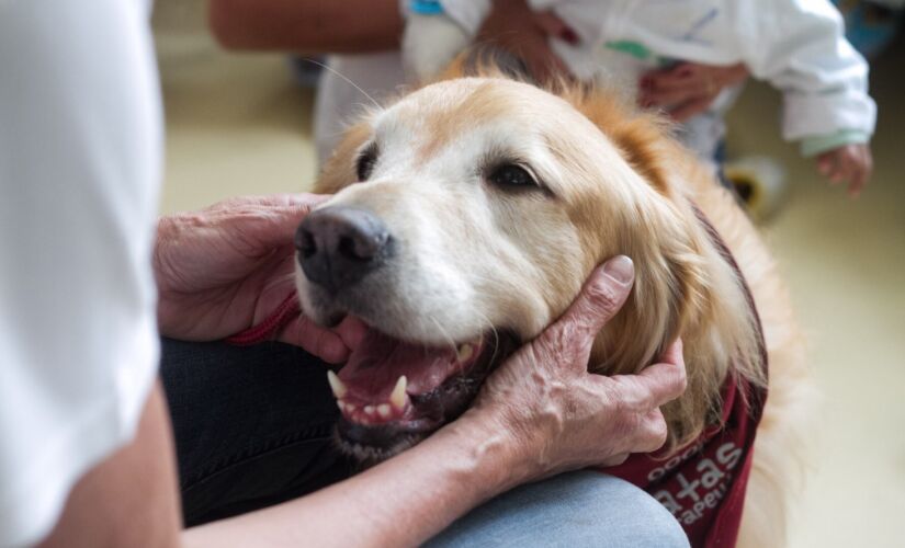 Cachorro em visita a residenciais de idosos