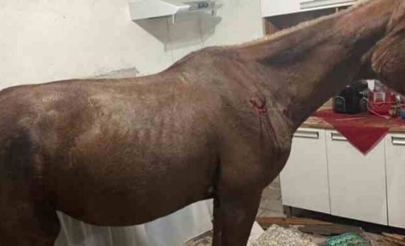 Cavalo cai de telhado em Presidente Prudente, no interior de S&atilde;o Paulo 