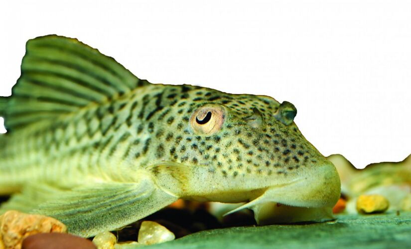 Peixe Cascudo 