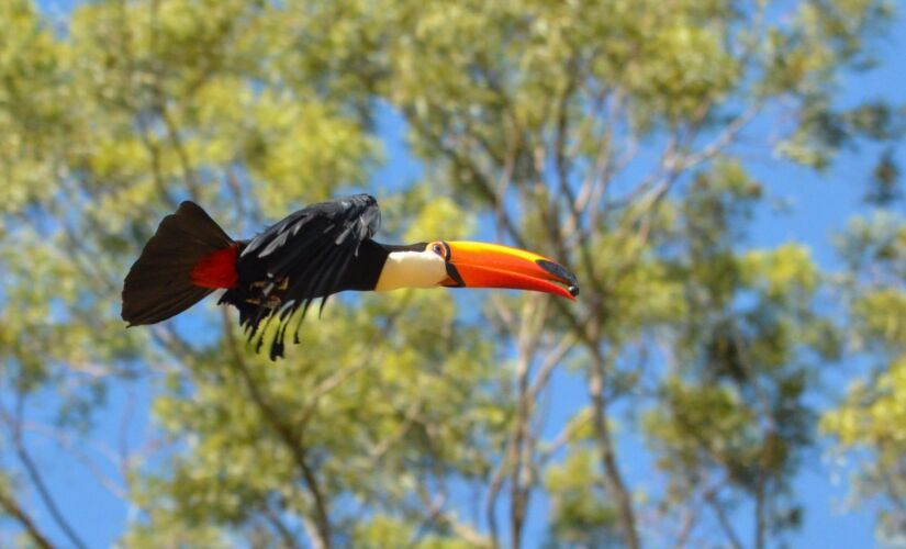 Tucano em meio a natureza