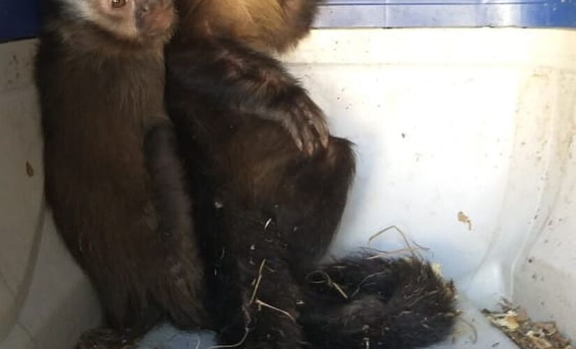 Macacos-prego foram encontrados dentro de porta-luvas de carro em Catanduva