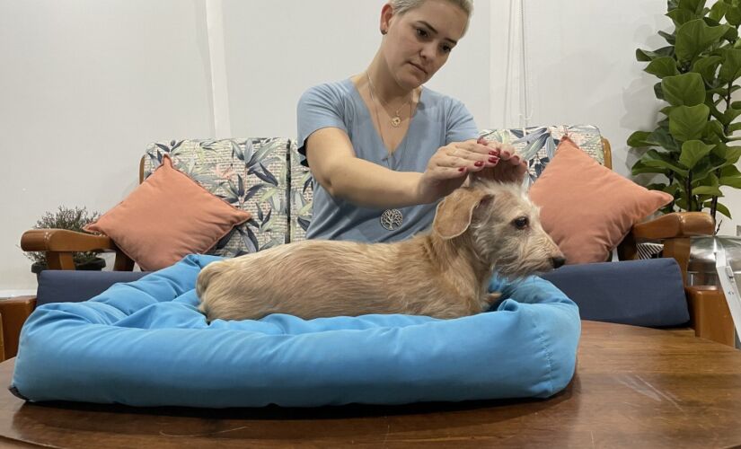 Técnicas para o restabelecimento do animal 