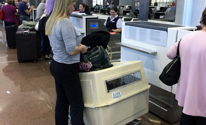 Embarque de animais nos aeroportos 