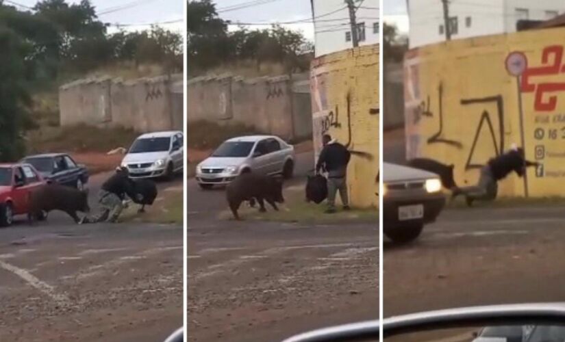 Porco derruba e morde motoboy durante entrega