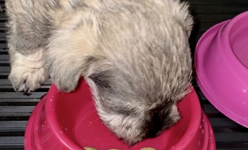 Cachorro comendo a sua ração