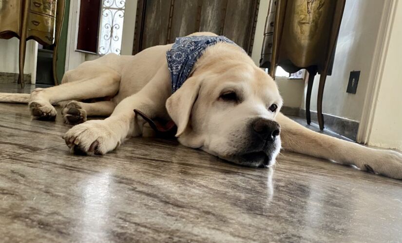 A pesquisa mostra que c&atilde;es dom&eacute;sticos se comunicam melhor com humanos do que c&atilde;es de abrigos