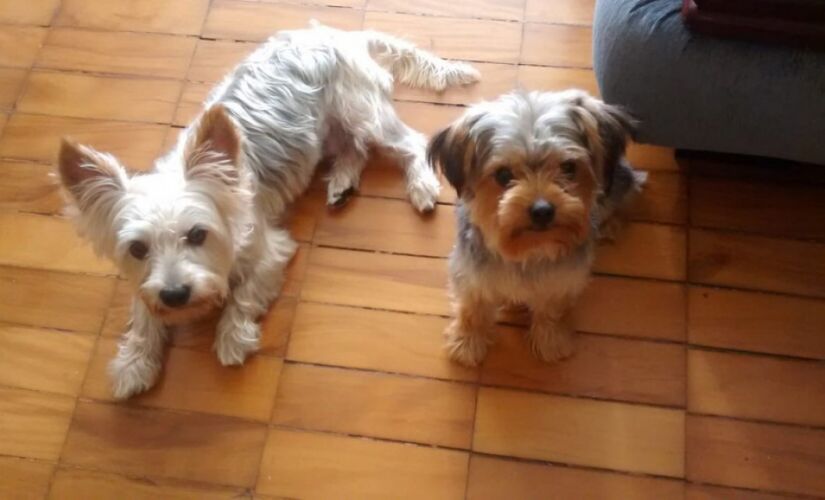 De acordo com os dados, por dia, oito cães são levados de sua casa no país