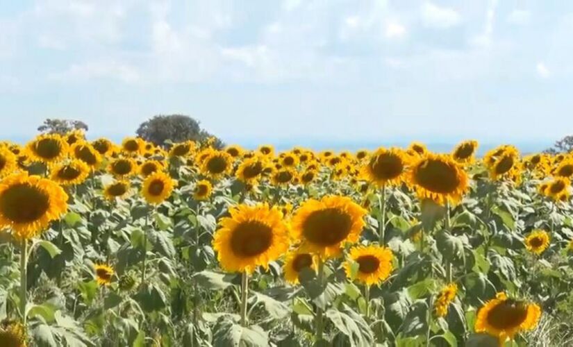 São José dos Campos terá campo florido de girassóis