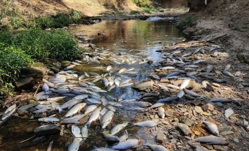 Moradores registraram peixes mortos em trecho do Rio Tietê em Salto; limpeza durou uma semana 
