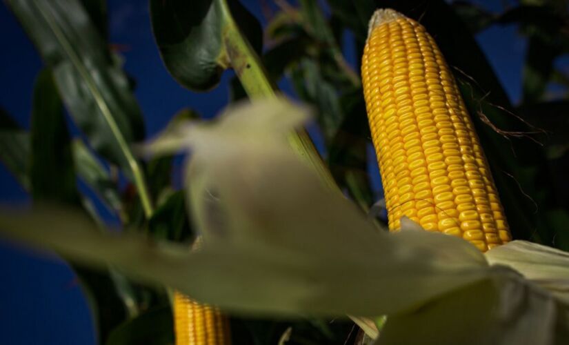 A expectativa é que o El Niño impacte principalmente a produção de milho do País agora no verão