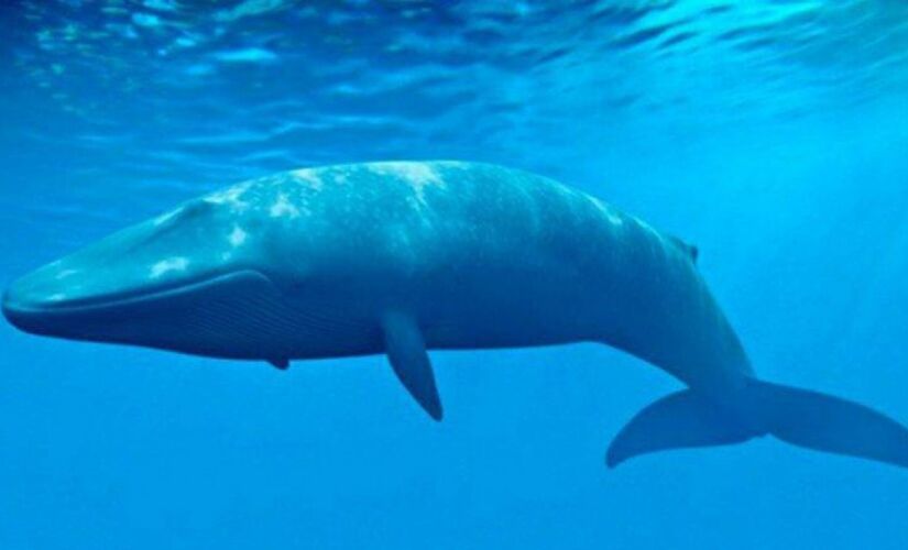 Baleia-azul pode atingir at&eacute; 33,6 metros de comprimento e pesar mais de 140 toneladas; ela &eacute; a baleia menos conhecida pela Ci&ecirc;ncia