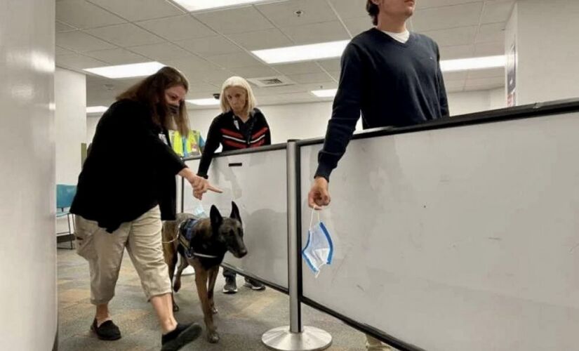 Miami usará cães no aeroporto para detectar se turistas estão com Covid -19 