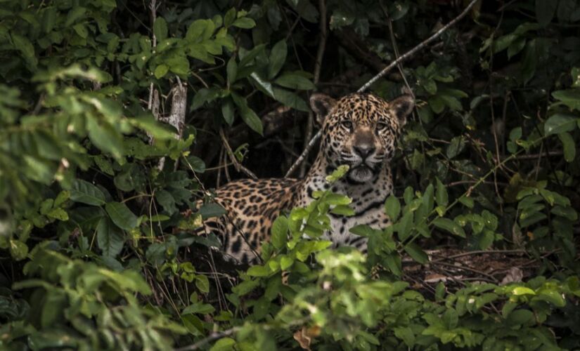 Portaria do Ministério do Meio Ambiente instituiu o Programa Nacional de Resgate de Fauna Silvestre