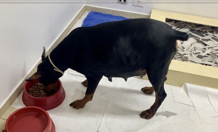 Outubro rosa - mês da prevenção ao câncer de mama animal