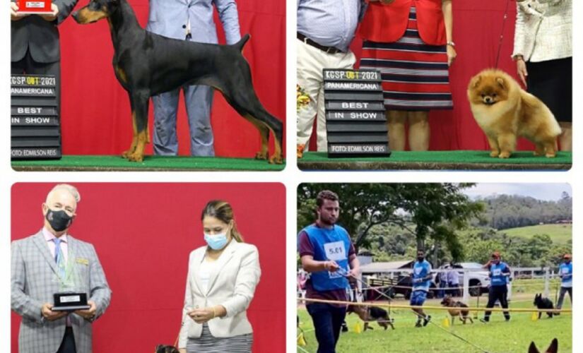 Kennel Clube de São Paulo realiza a maior exposição de cães do ano 