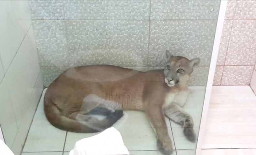  Onça é encontrada dentro de banheiro de casa em São Pedro 