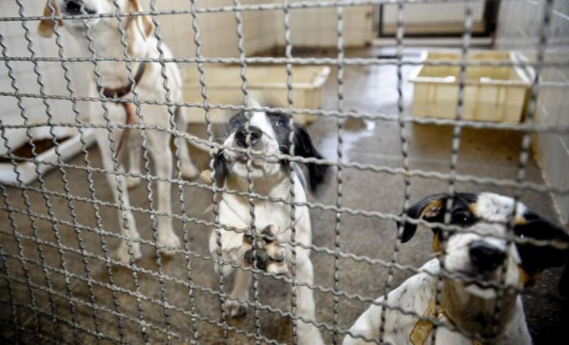 O presidente Jair Bolsonaro sancionou nesta quarta-feira (20) a lei que estabelece a proibição da eutanásia de cães e gatos pelos órgãos de controle de zoonoses, canis públicos e outros estabelecimentos similares