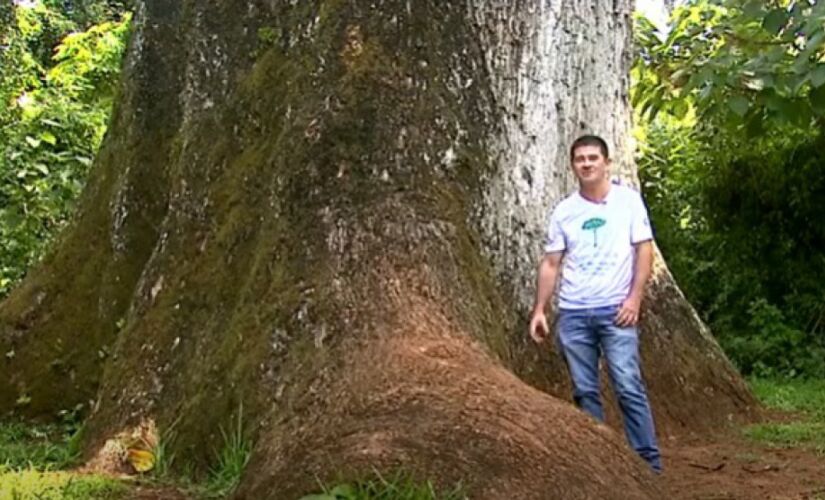 Árvore mais antiga do Brasil está em Santa Rita do Passa Quatro, no interior de São Paulo