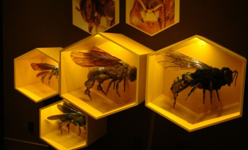 Réplicas de quatro abelhas sem ferrão  