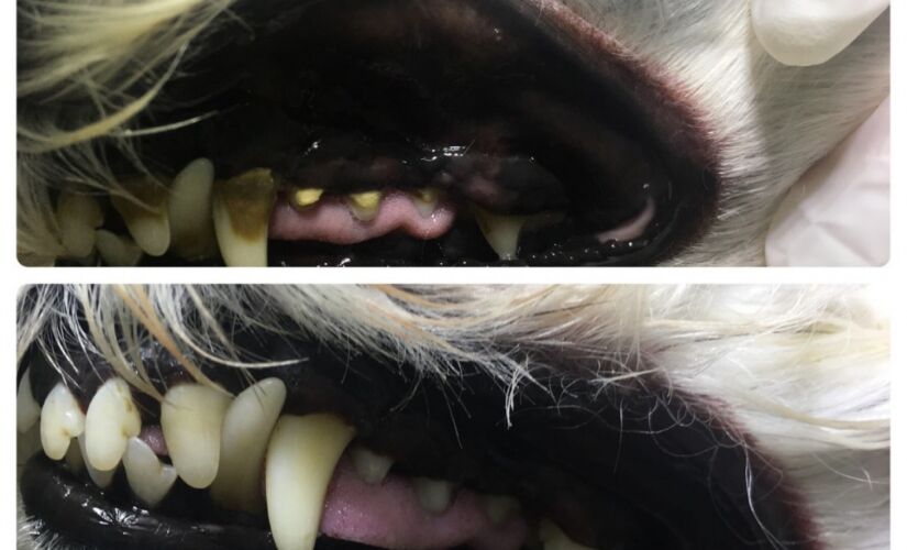 Tratamento bucal em cão