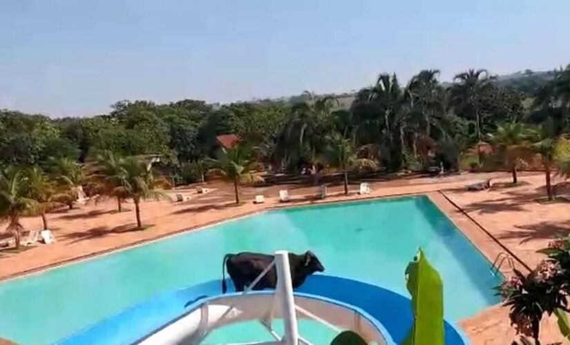 O animal precisou ser la&ccedil;ado para ser levado &agrave; terra firme