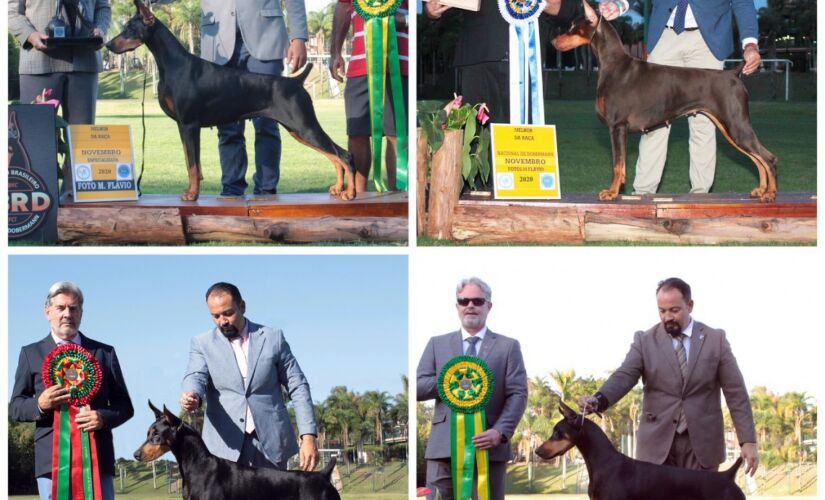 Exposição anual da raça Dobermann