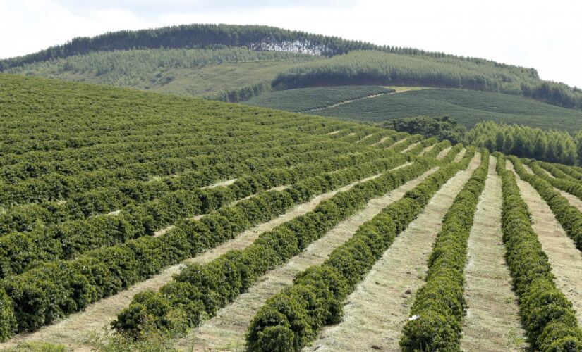 Fazendeiros despejaram 155 mil toneladas de veneno sobre lavouras em apenas tr&ecirc;s meses