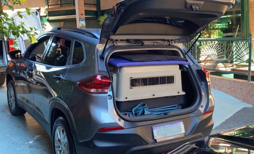 Acomodar o pet em uma caixa de transporte é muito importante para que neste espaço ele possa descansar 