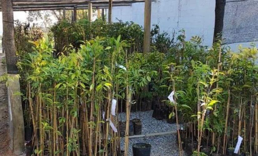 Igaratá ganha mais de 2.300 árvores em menos de um ano
