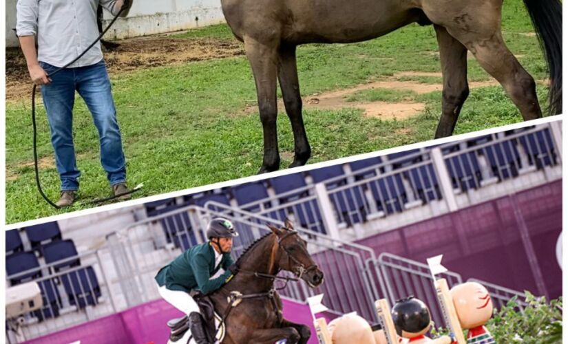 O cavalo olímpico