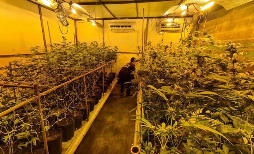 PF fecha estufa clandestina usada para cultivo de maconha, em Londrina 