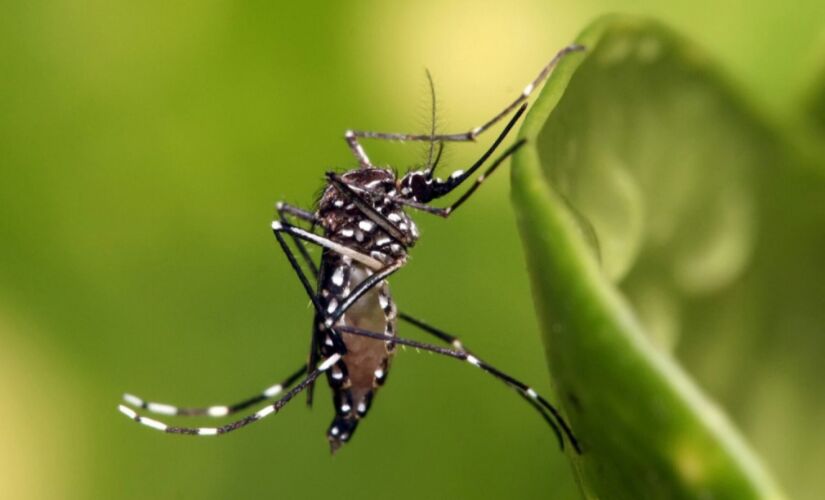 Com as chuvas, o governo de São Paulo monitora os casos de dengue