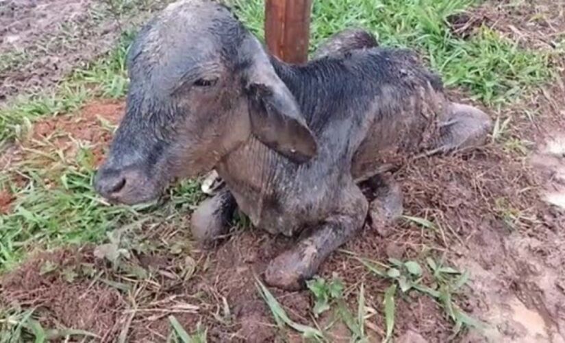 Um dos animais resgatados apresentava sinais de desnutrição