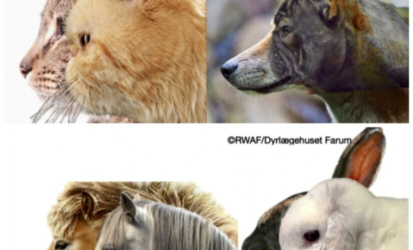 Luta global contra criação de animais extremamente braquicefálicos