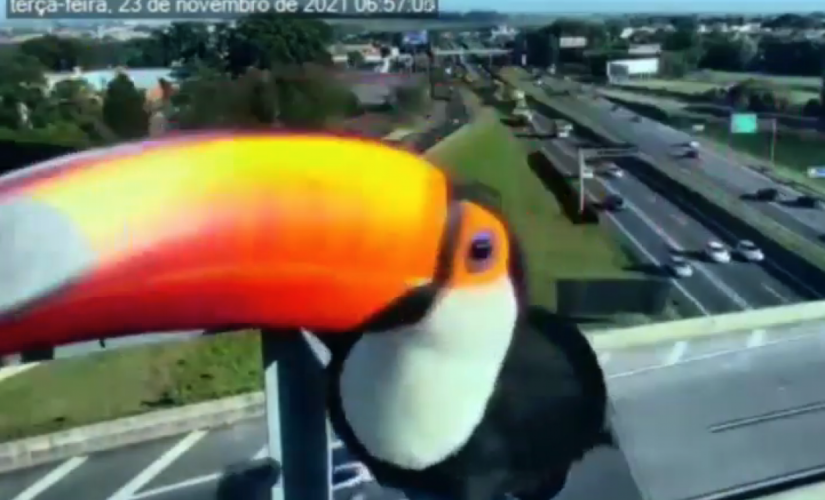 Em um momento do vídeo, um dos tucanos parece tentar devorar a câmera