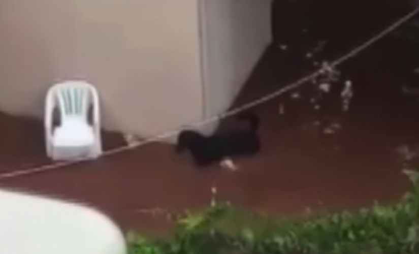 Apesar do salvamento, um terceiro cão está desaparecido