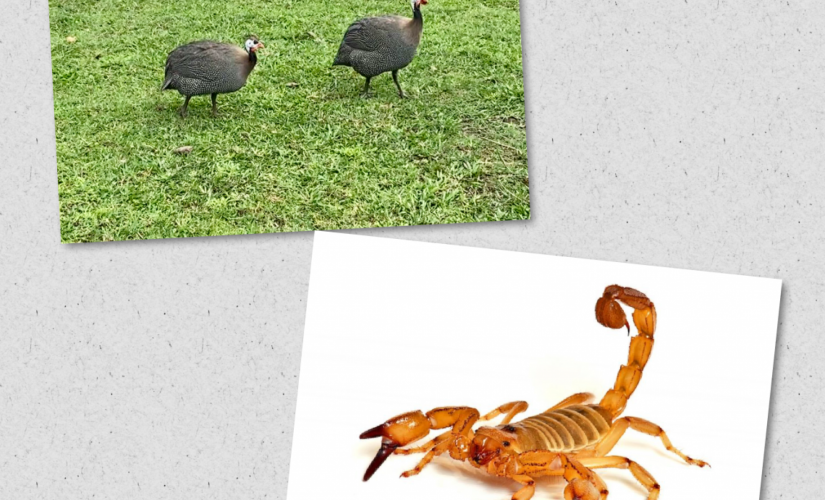 Escorpião
