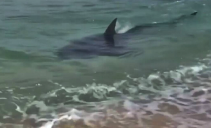 Vídeo flagrou o animal em região de banho de turistas