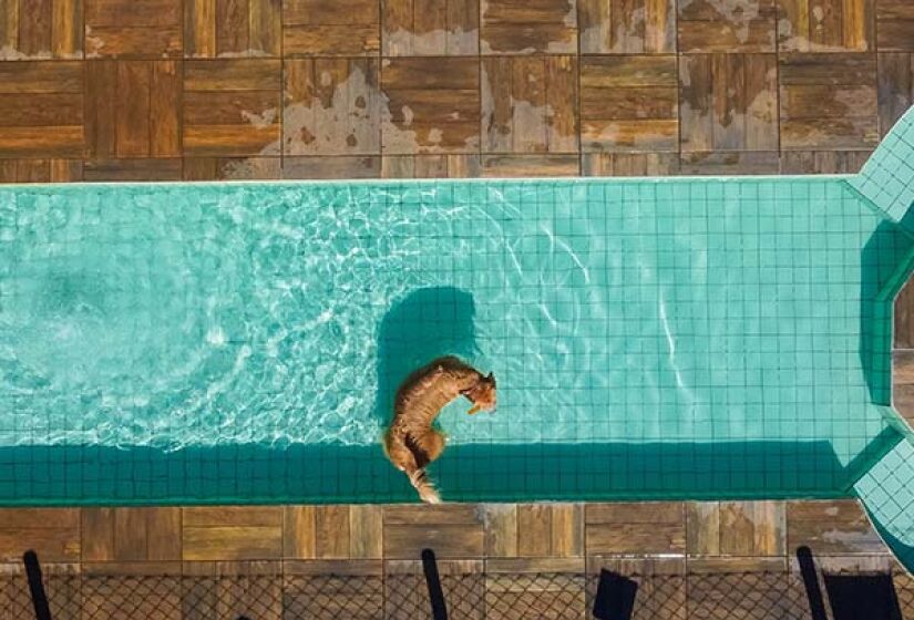 Piscina pet na Pousada A Mata que Canta - Foto: Divulgação