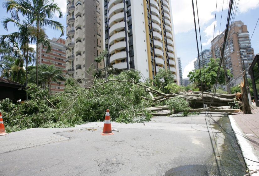 A árvore que caiu entre a avenida Juriti e da rua Tuim após as fortes chuvas desta terça-feira (9)/Thiago Neme/Gazeta S.Paulo