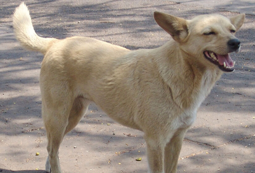 Os cães sem raça definida foram citados por 29,39% dos entrevistados - Foto: José Reynaldo da Fonseca / Wikimedia Commons